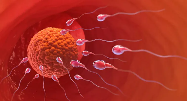 Inseminação intrauterina: como funciona este tipo de reprodução assistida